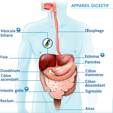 Appareil Digestif Humain